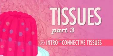 Tissues, Part 3 - Connective Tissues