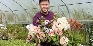 Rhododendrons and Carnations