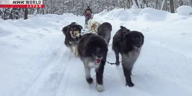 Dog Sledding in Minamifurano