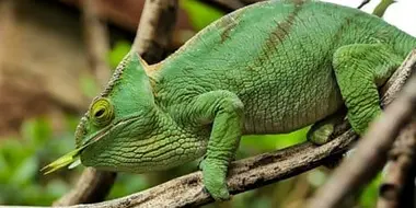 Komodo and Chameleon