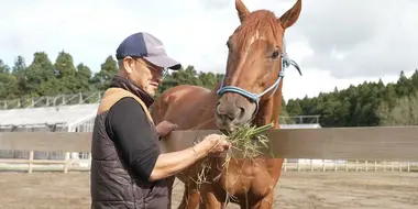 A Ranch for Retired Racehorses