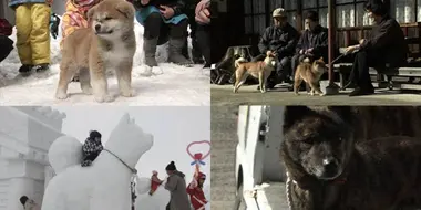Life with Japanese Dogs