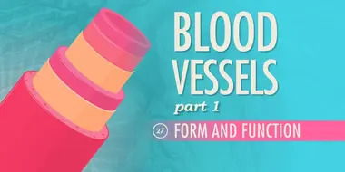Blood Vessels, Part 1 - Form and Function