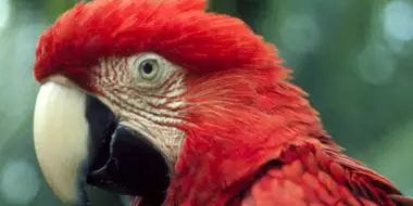 The Real Macaw