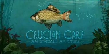 Crucian Carp: Great Somerford Lakes, Wiltshire