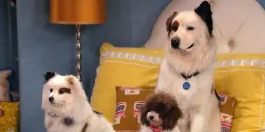 The Puppies Talk