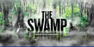 The Swamp