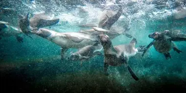 Chester Zoo Goes Underwater