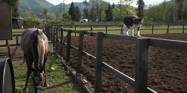 Iwate: Land of History and Horses