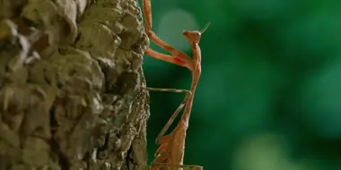 Praying Mantis