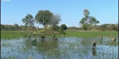 Okavango Safari