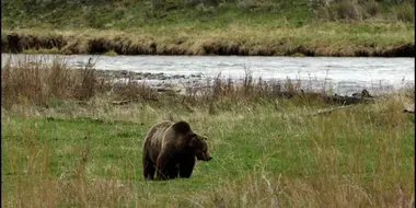 Treating COVID-19 Today, The Lincoln Project, Grizzlies