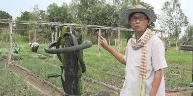 Growing Prosperity with Organic Farming - Cambodia