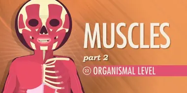 Muscles, Part 2 - Organismal Level