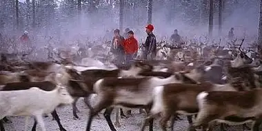 On the Path of the Reindeer