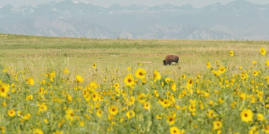 Return of the Buffalo (2)