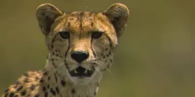 Cheetah, Cheetah