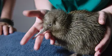 The Kiwi