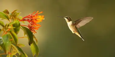 Super Hummingbirds