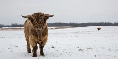 Walking in a Winter Pol-ar Land