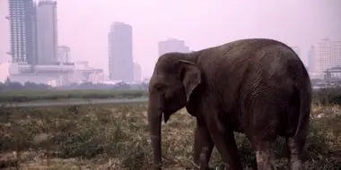 The Urban Elephant