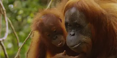 The Last Orangutan Eden