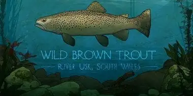 Wild Brown Trout: River Usk, South Wales