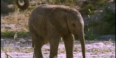 Elephant Nomads of the Namib Desert