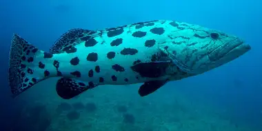 Indian Ocean - Coastal