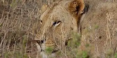 The Man-Eaters of Tsavo