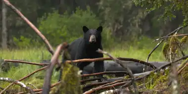 Salmon Slaughterhouse