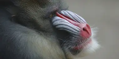 Mask of the Mandrill