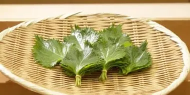 Shiso