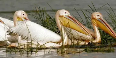 Guardians of the River: Danube Floodplain Forests