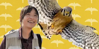 Understory | What's It Like To Be A Falconer