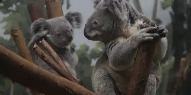 Koala-palooza