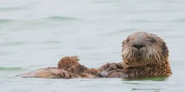 Secret Life of Sea Otters