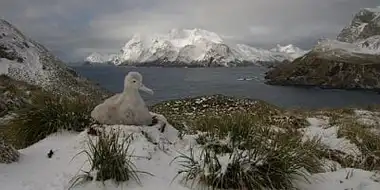 South Georgia: an Island All Alone