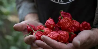 And the Hottest Pepper is...