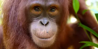 Orangutans: The Great Ape Escape