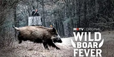 Wild Boar Fever 3