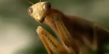 Aliens and Insects