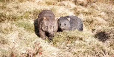 Wombat Kingdom