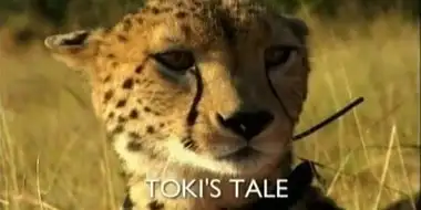 Toki's Tale