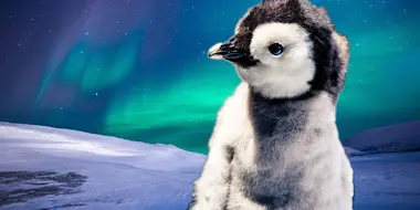 Baby Penguins Can Navigate Better than You