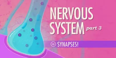 The Nervous System, Part 3 - Synapses!