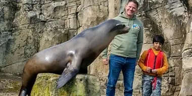 Sea Lion and Capybara