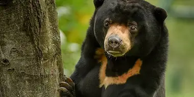 Heating Up a Sun Bear Romance