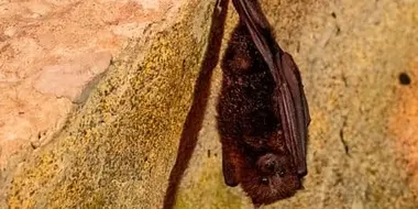 Barn Owl and Bats