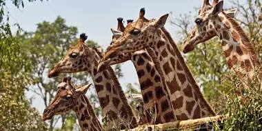 Giraffes: Africa's Gentle Giants